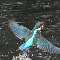 カワセミ　ブログネタが切れました
