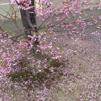 出町柳のおかめ桜