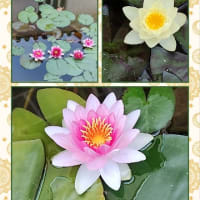 ★モネの睡蓮の池。