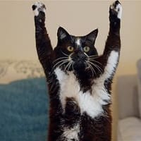 「猫と、とうさん」
