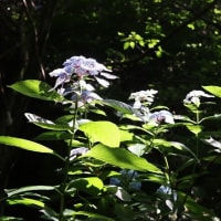 治療の合間に、近場で花散策！（シタキソウとアジサイと！）
