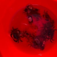 こどもの日は子供と。