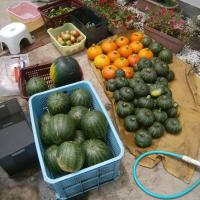 店頭販売の収穫野菜