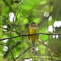 コスタリカ紀行　第2日目　ラ セルバ国立公園編　その３／ガーターキヌバネドリ　ミドリキヌバネドリ　シロエリマイコドリなど