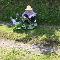 春の山菜取り