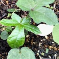 珍しい花を育てる♪（6月22日）