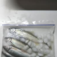久慈川アユ1