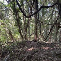 未開の山の整備〜野生を感じるリトリートに向けて〜