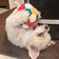 ボール遊び