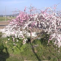 家の桜も満開