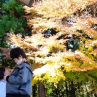 紅葉と桜の光明山