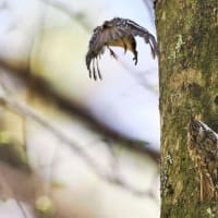 今月の鳥-20250530