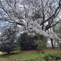 南足柄の桜