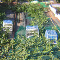 すいか栽培の現状