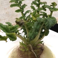 だいこん