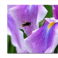 クマバチ　花菖蒲の誘惑