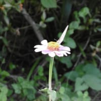 自分を知るために他者がある