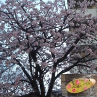 早めに咲いていた桜（朱雀、御車返し、大寒桜など）