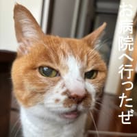 今日のお病院