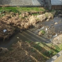 鷺のそば鴨集まりて狩の邪魔（新河岸川・琵琶橋）