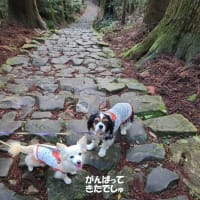 ｢熊野古道｣大門坂を歩く（後編）～GW三重和歌山旅行⑥