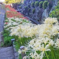 【四色の彼岸花で有名な西方寺】赤、白、黄色、ピンクの彼岸花に包まれた空間 横浜港北区