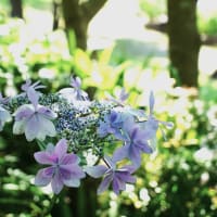 石橋文化センターから　花菖蒲とアジサイ