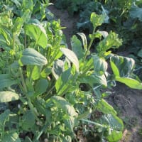 茎立ち菜が旺盛でよく穫れる