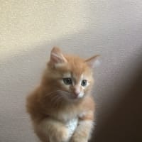 夏らしくなってきました