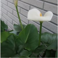 庭で楽しんでいます