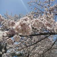 桜を見ながら