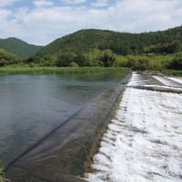 本日の海部川