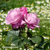 「モナの丘」では花の女王「バラ」が咲き揃ってきた！！