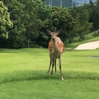 ゴルフ場で見た『鹿の群れ』