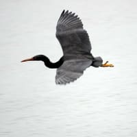 04/19探鳥記録写真：狩尾岬の鳥たち（クロサギの採餌模様、ウミウ、）
