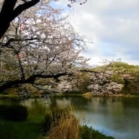 横浜市の三ツ池公園の桜です