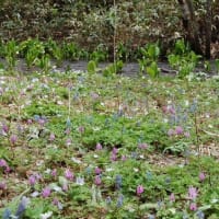 スプリング・エフェメラル 札幌 滝野すずらん丘陵公園