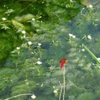 池の中の花　梅花藻