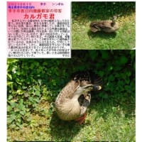 TBSイキスキさん　資料⑤　小瀧ディレクター裏情報 実際について行ったら  北京だつく(鴨)が飛んでくる家だった。