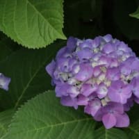 今朝の散歩から