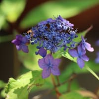日陰の庭に咲く花達