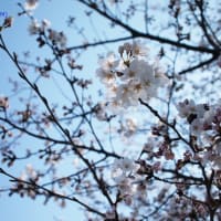 青い空と春の花3