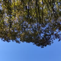 長年の憧れ、ニットアウト