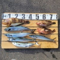 アオハタ