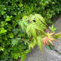 オサンポ walk - 植物plant : もみじ popping out maple