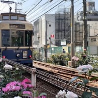 都電と薔薇／町屋駅前