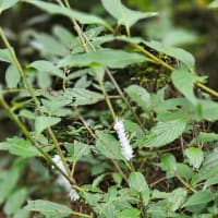 またしても菊水山と謎の白い毛虫。