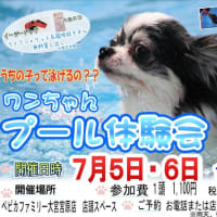 ワンちゃんプール体験会🌊