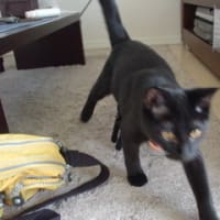 楽しい猫ライフ