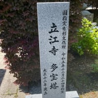 月下美人のツボミ